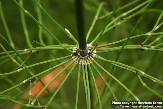 Photo: Equisetum myriochaetum 2.