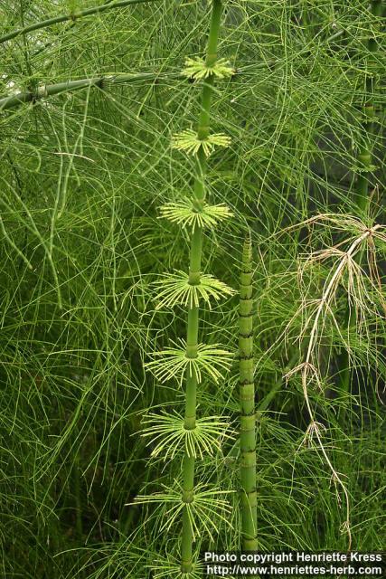 Photo: Equisetum myriochaetum 3.