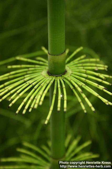 Photo: Equisetum myriochaetum 4.