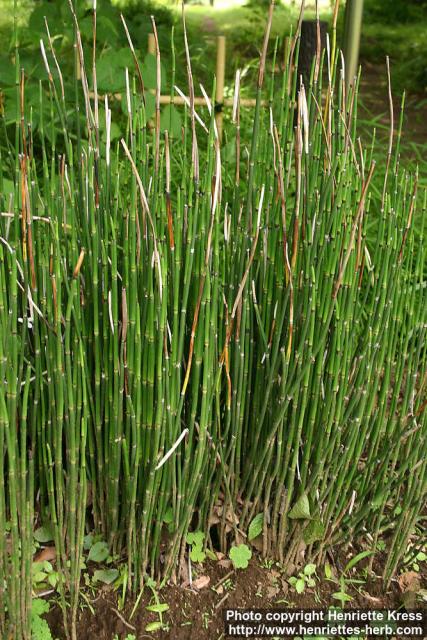 Photo: Equisetum hyemale 3.