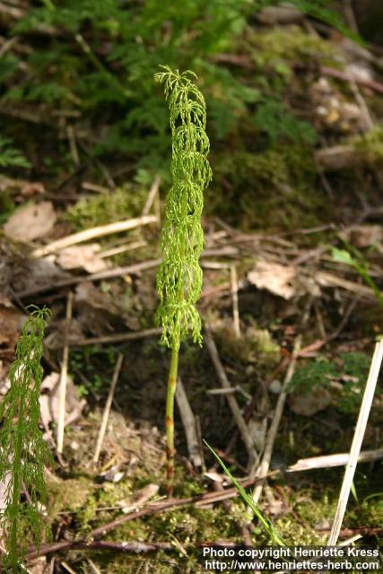 Photo: Equisetum sylvaticum 6.