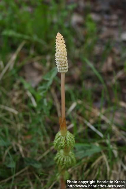 Photo: Equisetum sylvaticum 09.