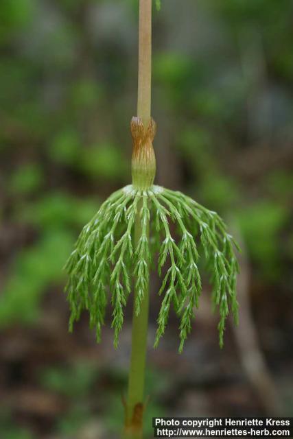 Photo: Equisetum sylvaticum 10.