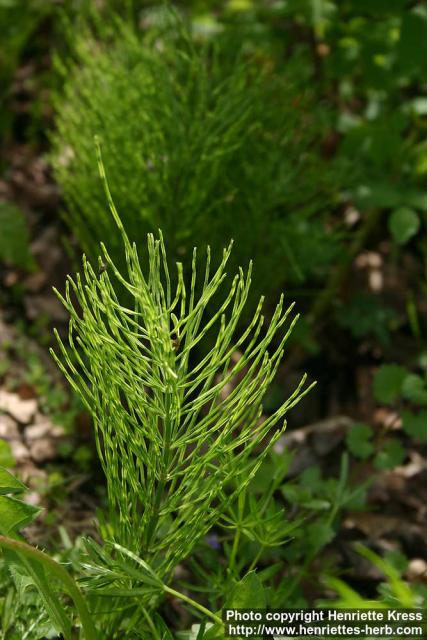 Photo: Equisetum arvense 11.