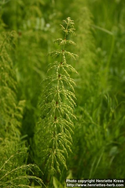 Photo: Equisetum sylvaticum 11.