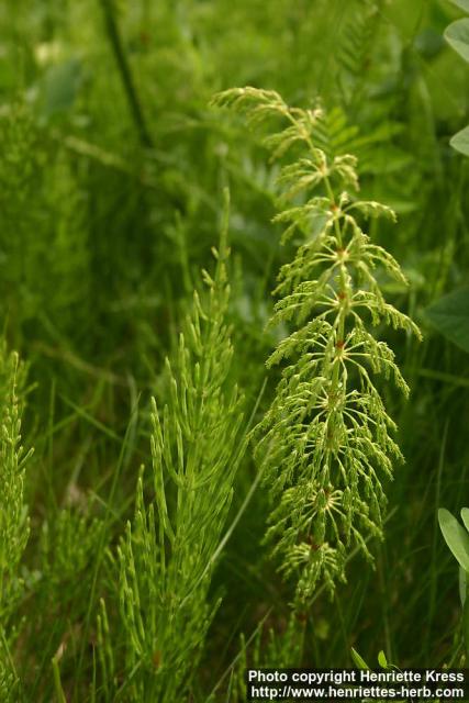 Photo: Equisetum sylvaticum 12.