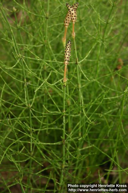 Photo: Equisetum palustre 2.