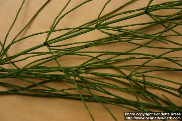 Photo: Equisetum palustre 5.