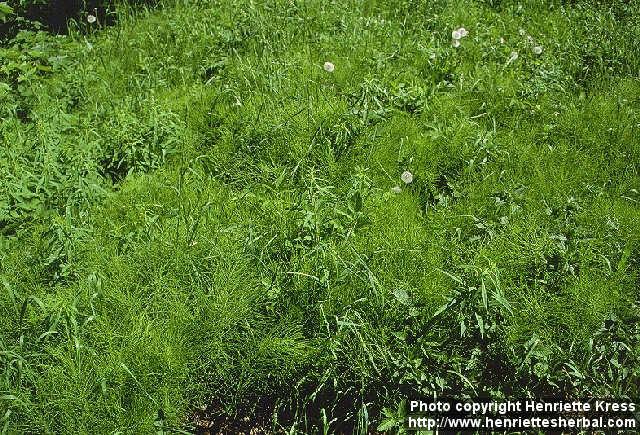 Photo: Equisetum arvense 4.