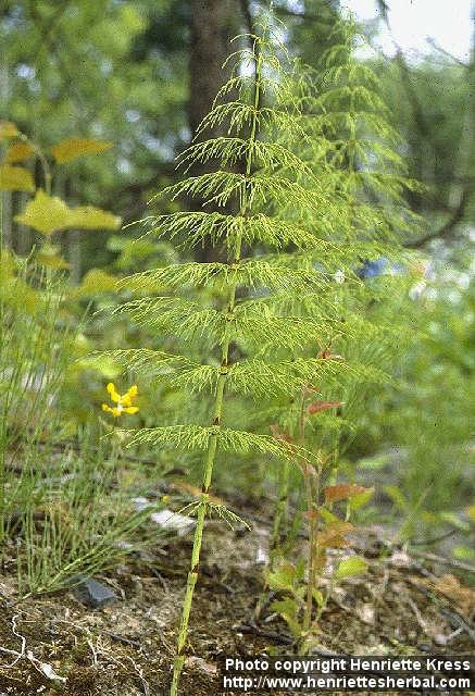 Photo: Equisetum sylvaticum.