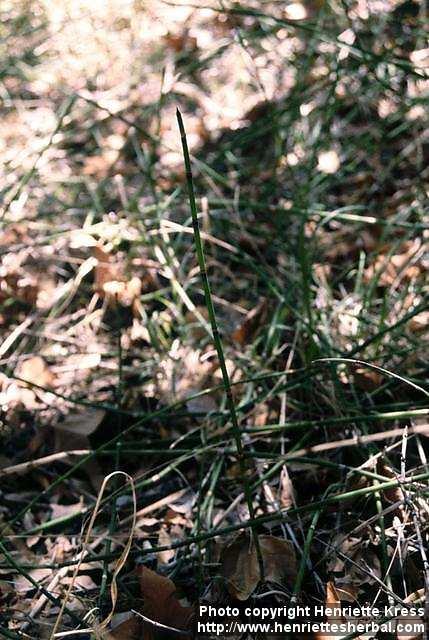 Photo: Equisetum hyemale.