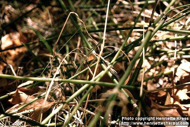 Photo: Equisetum hyemale 1.