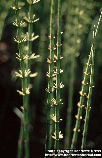 Photo: Equisetum fluviatile 1.