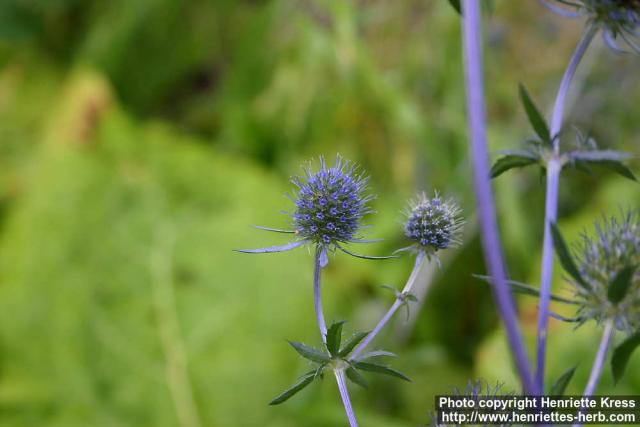 Photo: Eryngium planum 5.