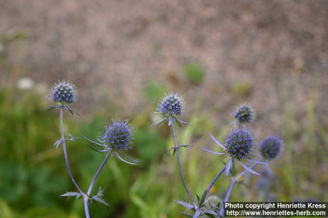 Photo: Eryngium planum 6.