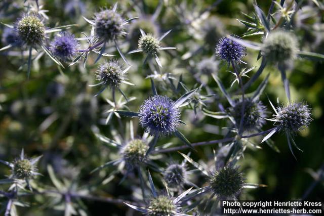 Photo: Eryngium planum 7.