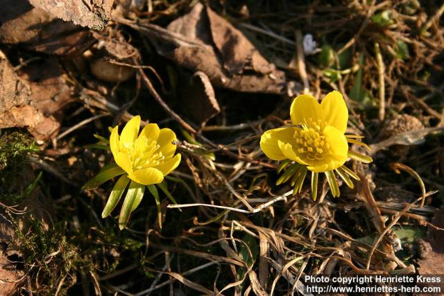 Photo: Eranthis hyemalis 5.