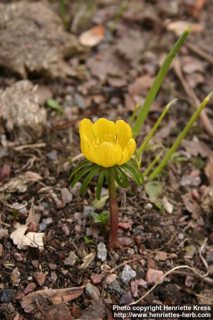 Photo: Eranthis hyemalis 9.