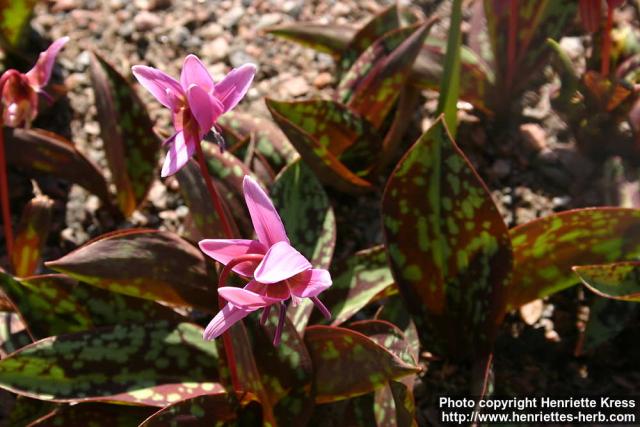 Photo: Erythronium dens canis 2.