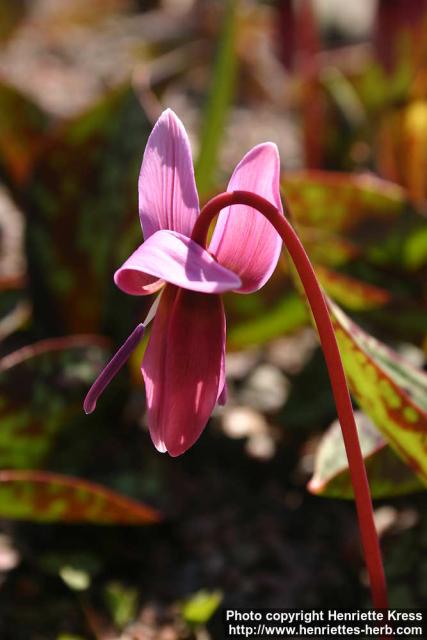 Photo: Erythronium dens canis 3.