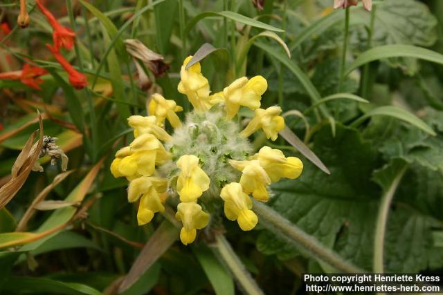 Photo: Eremostachys speciosa.