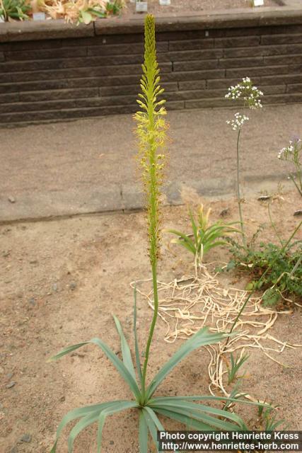 Photo: Eremurus spectabilis 1.