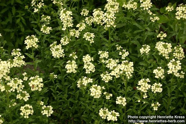 Photo: Erysimum witmannii.