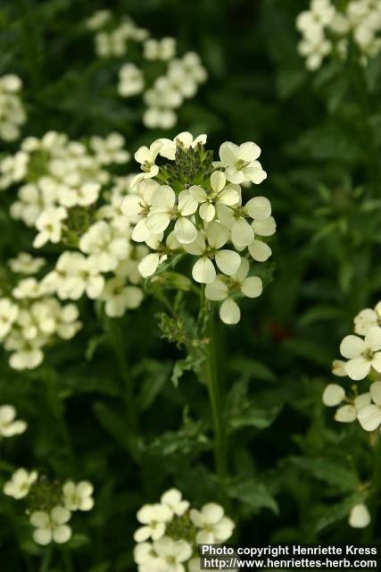 Photo: Erysimum witmannii 1.