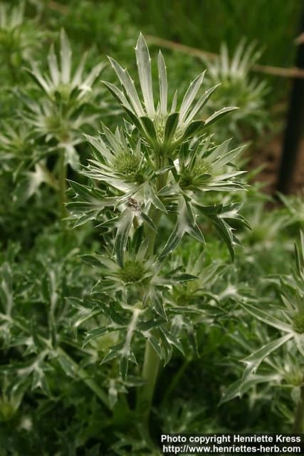 Photo: Eryngium bourgatii 1.