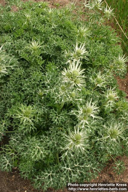 Photo: Eryngium bourgatii 2.