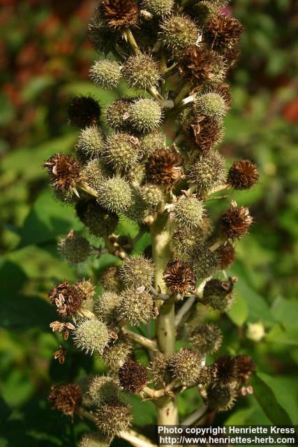 Photo: Eryngium pandanifolium.