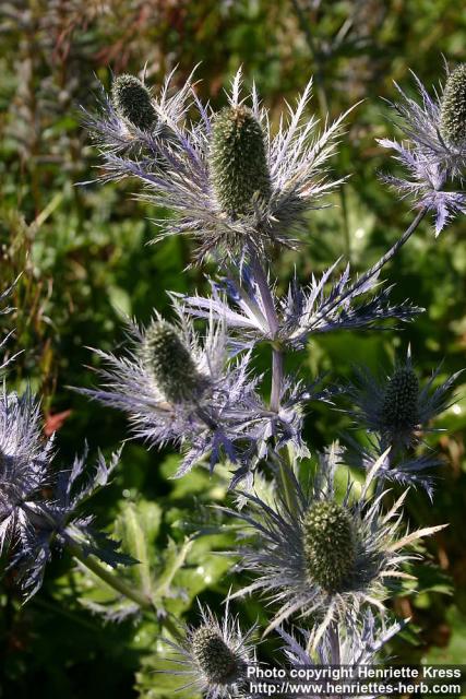 Photo: Eryngium alpinum 6.