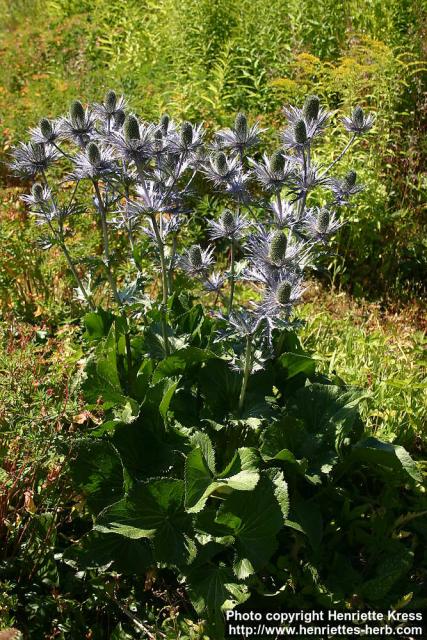 Photo: Eryngium alpinum 8.