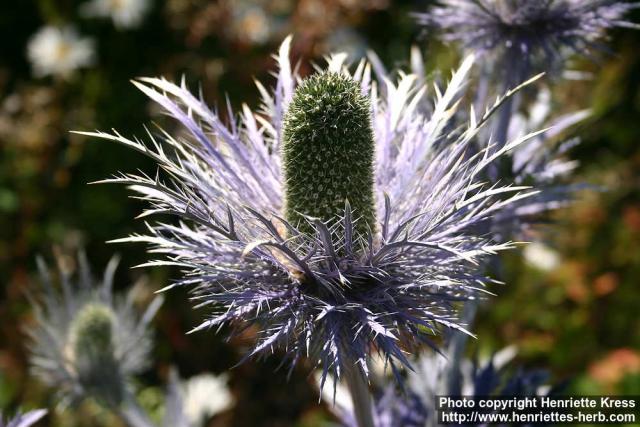 Photo: Eryngium alpinum 9.