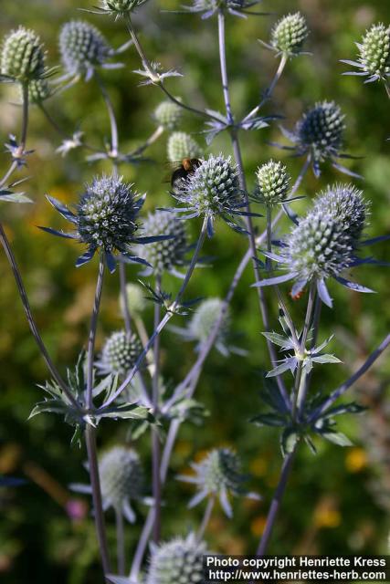 Photo: Eryngium planum 8.