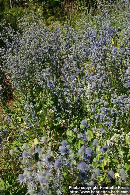 Photo: Eryngium planum 10.