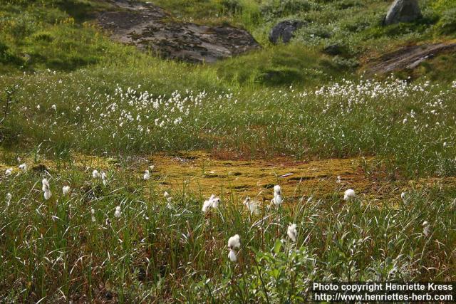 Photo: Eriophorum angustifolium 5.