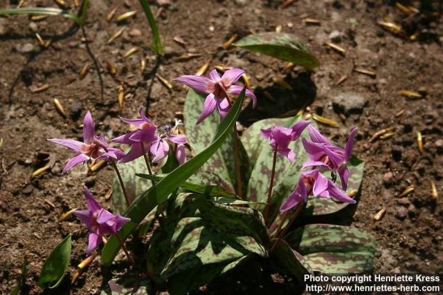 Photo: Erythronium dens canis 4.