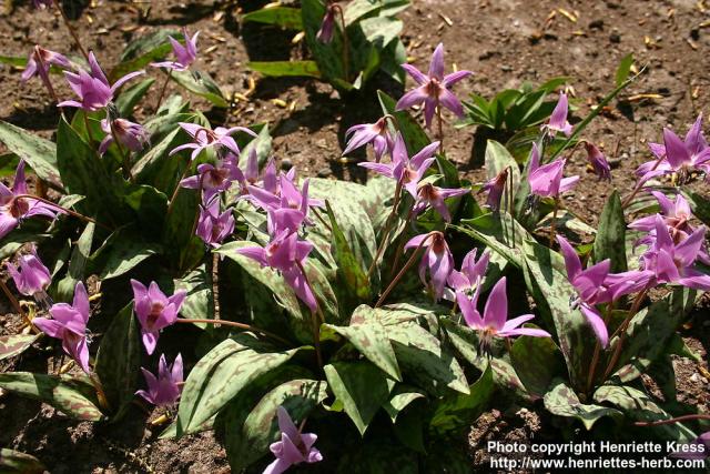 Photo: Erythronium dens canis 6.