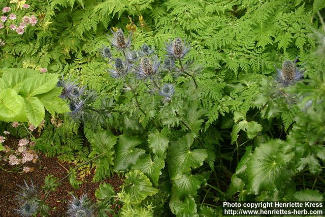 Photo: Eryngium alpinum 11.