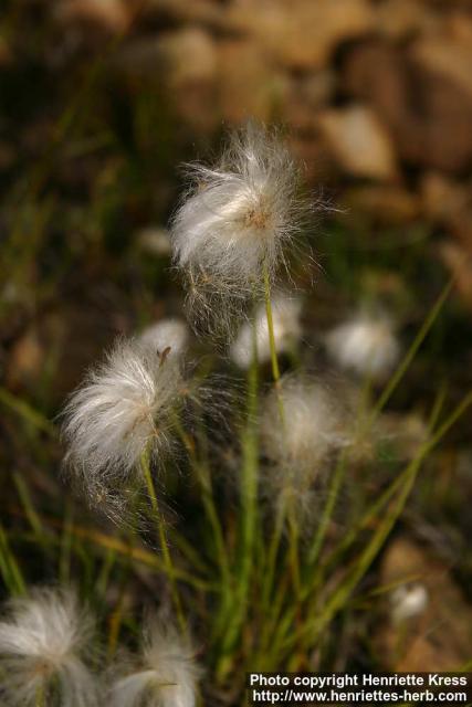 Photo: Eriophorum scheuchzeri.