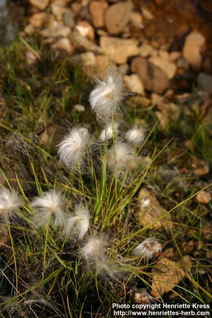 Photo: Eriophorum scheuchzeri 1.