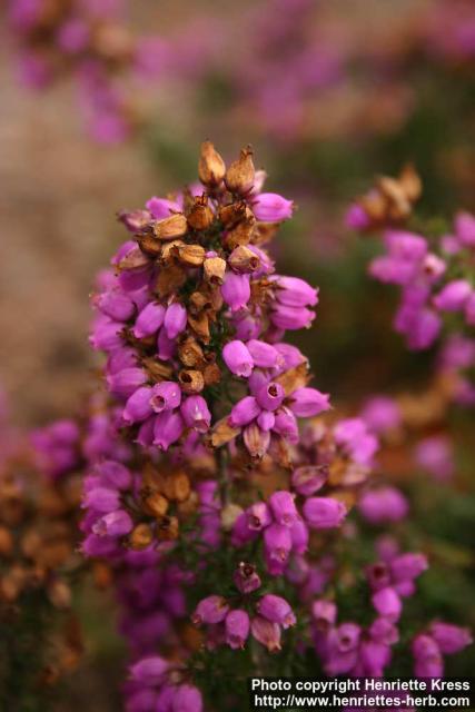 Photo: Erica cinerea 1.