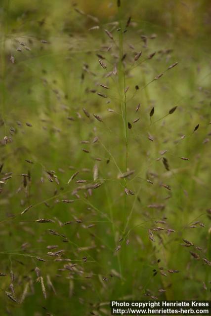 Photo: Eragrostis tef.