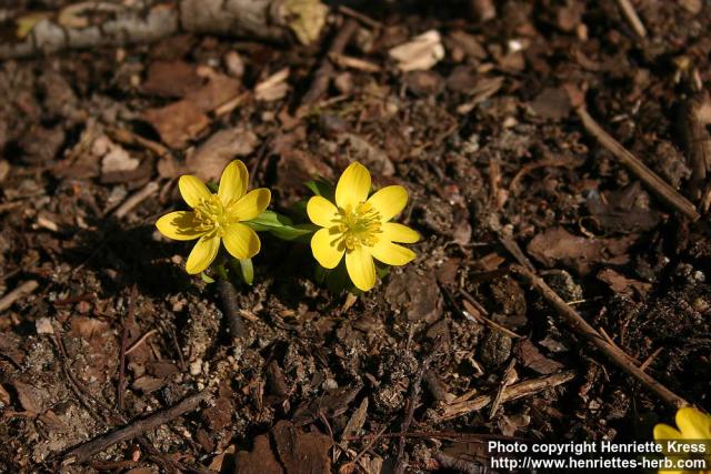 Photo: Eranthis hyemalis 10.