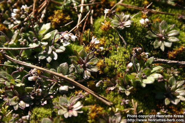 Photo: Erophila verna 6.