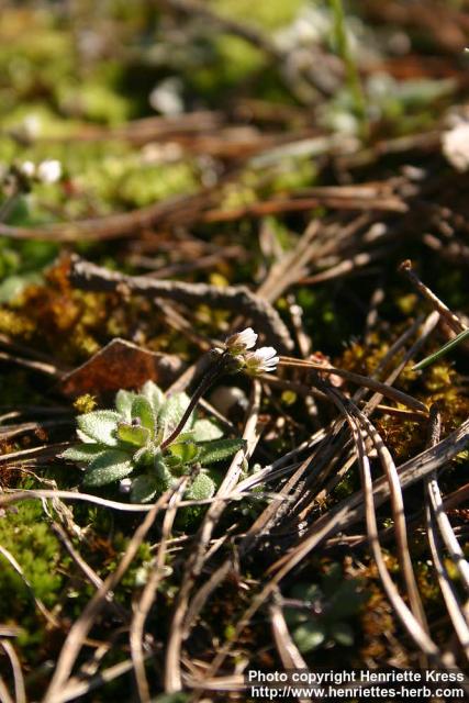 Photo: Erophila verna 7.