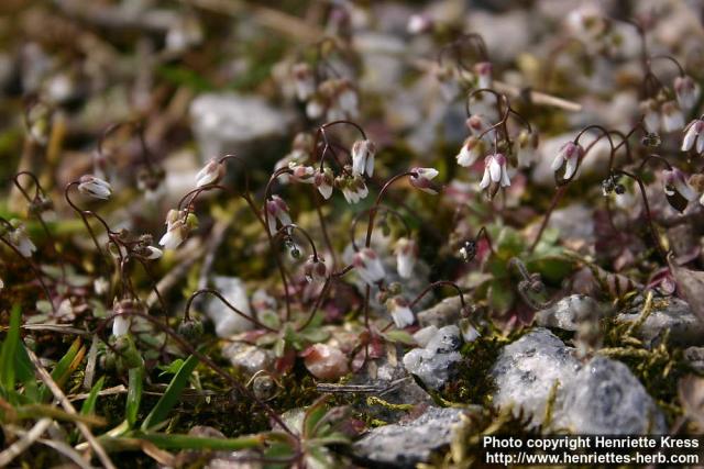 Photo: Erophila verna 8.