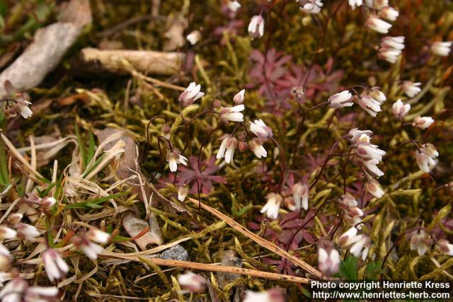 Photo: Erophila verna 11.