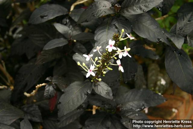 Photo: Eranthemum nigrum 1.